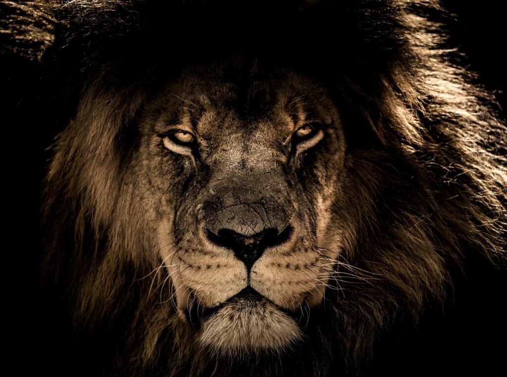 african lion, wild cat, feline, mane, closeup, wildlife, wild, nature, portrait, face, king, lion, animal, animal world, wildlife photography